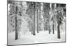 Norway Spruce Trees Covered in Snow and Ice-null-Mounted Photographic Print