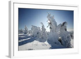 Norway Spruce Trees Covered in Snow and Ice-null-Framed Photographic Print