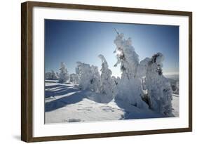 Norway Spruce Trees Covered in Snow and Ice-null-Framed Photographic Print