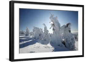 Norway Spruce Trees Covered in Snow and Ice-null-Framed Photographic Print