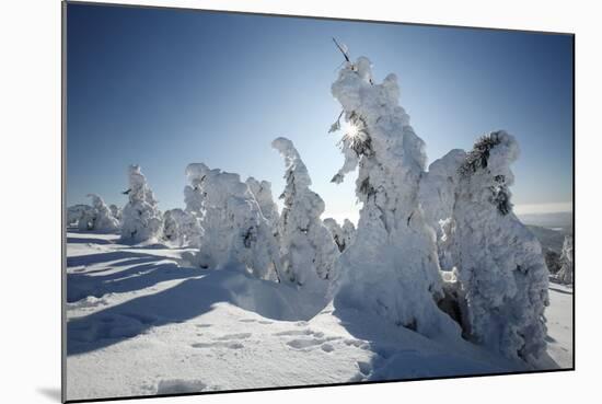 Norway Spruce Trees Covered in Snow and Ice-null-Mounted Photographic Print