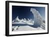 Norway Spruce Trees Covered in Snow and Ice-null-Framed Photographic Print