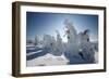 Norway Spruce Trees Covered in Snow and Ice-null-Framed Photographic Print