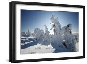 Norway Spruce Trees Covered in Snow and Ice-null-Framed Photographic Print