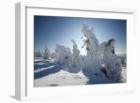 Norway Spruce Trees Covered in Snow and Ice-null-Framed Photographic Print