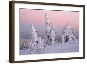 Norway Spruce Trees Covered in Snow and Ice-null-Framed Photographic Print