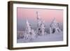 Norway Spruce Trees Covered in Snow and Ice-null-Framed Photographic Print