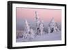 Norway Spruce Trees Covered in Snow and Ice-null-Framed Photographic Print