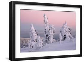 Norway Spruce Trees Covered in Snow and Ice-null-Framed Photographic Print