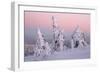 Norway Spruce Trees Covered in Snow and Ice-null-Framed Photographic Print