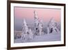 Norway Spruce Trees Covered in Snow and Ice-null-Framed Photographic Print