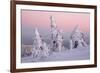 Norway Spruce Trees Covered in Snow and Ice-null-Framed Photographic Print