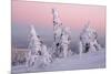 Norway Spruce Trees Covered in Snow and Ice-null-Mounted Photographic Print