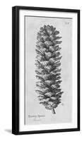 Norway Spruce-Maria Mendez-Framed Giclee Print