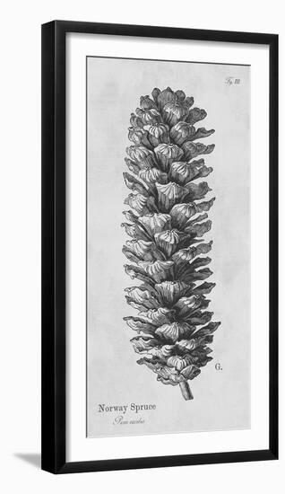 Norway Spruce-Maria Mendez-Framed Giclee Print