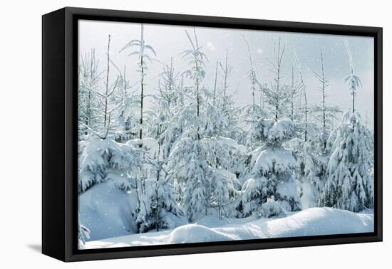 Norway Spruce-null-Framed Stretched Canvas
