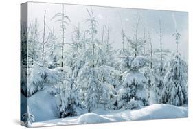 Norway Spruce-null-Stretched Canvas