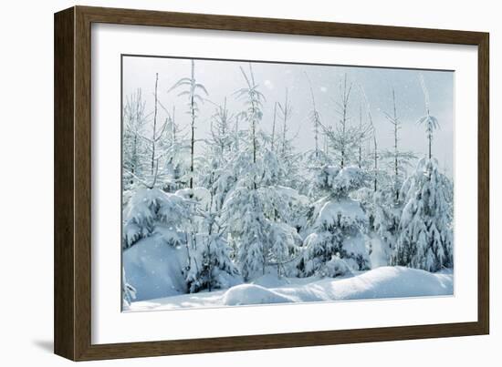 Norway Spruce-null-Framed Photographic Print