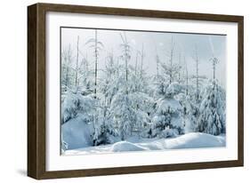 Norway Spruce-null-Framed Photographic Print