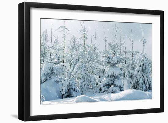 Norway Spruce-null-Framed Photographic Print