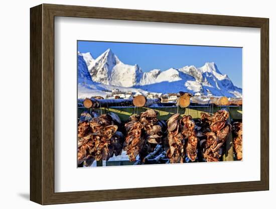 Norway, Stockfish, Cod, Hamnoy-Bernd Rommelt-Framed Photographic Print