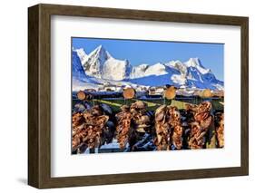 Norway, Stockfish, Cod, Hamnoy-Bernd Rommelt-Framed Photographic Print