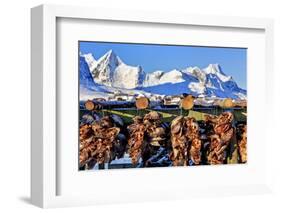 Norway, Stockfish, Cod, Hamnoy-Bernd Rommelt-Framed Photographic Print