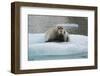 Norway. Svalbard. 14th of July Glacier. Bearded Seal on an Ice Floe-Inger Hogstrom-Framed Photographic Print