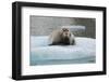 Norway. Svalbard. 14th of July Glacier. Bearded Seal on an Ice Floe-Inger Hogstrom-Framed Photographic Print