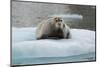 Norway. Svalbard. 14th of July Glacier. Bearded Seal on an Ice Floe-Inger Hogstrom-Mounted Photographic Print