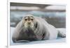 Norway. Svalbard. 14th of July Glacier. Bearded Seal on an Ice Floe-Inger Hogstrom-Framed Photographic Print