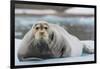 Norway. Svalbard. 14th of July Glacier. Bearded Seal on an Ice Floe-Inger Hogstrom-Framed Photographic Print