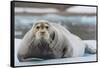 Norway. Svalbard. 14th of July Glacier. Bearded Seal on an Ice Floe-Inger Hogstrom-Framed Stretched Canvas