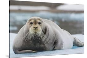 Norway. Svalbard. 14th of July Glacier. Bearded Seal on an Ice Floe-Inger Hogstrom-Stretched Canvas