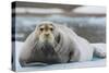 Norway. Svalbard. 14th of July Glacier. Bearded Seal on an Ice Floe-Inger Hogstrom-Stretched Canvas