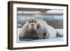 Norway. Svalbard. 14th of July Glacier. Bearded Seal on an Ice Floe-Inger Hogstrom-Framed Photographic Print