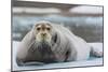 Norway. Svalbard. 14th of July Glacier. Bearded Seal on an Ice Floe-Inger Hogstrom-Mounted Photographic Print