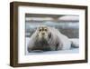 Norway. Svalbard. 14th of July Glacier. Bearded Seal on an Ice Floe-Inger Hogstrom-Framed Photographic Print