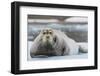 Norway. Svalbard. 14th of July Glacier. Bearded Seal on an Ice Floe-Inger Hogstrom-Framed Photographic Print