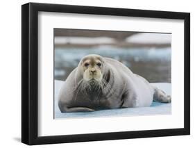 Norway. Svalbard. 14th of July Glacier. Bearded Seal on an Ice Floe-Inger Hogstrom-Framed Photographic Print