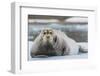 Norway. Svalbard. 14th of July Glacier. Bearded Seal on an Ice Floe-Inger Hogstrom-Framed Photographic Print