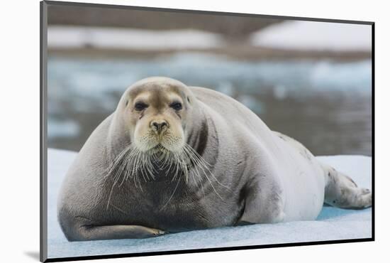 Norway. Svalbard. 14th of July Glacier. Bearded Seal on an Ice Floe-Inger Hogstrom-Mounted Photographic Print