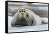 Norway. Svalbard. 14th of July Glacier. Bearded Seal on an Ice Floe-Inger Hogstrom-Framed Stretched Canvas