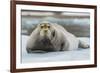 Norway. Svalbard. 14th of July Glacier. Bearded Seal on an Ice Floe-Inger Hogstrom-Framed Photographic Print