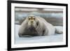 Norway. Svalbard. 14th of July Glacier. Bearded Seal on an Ice Floe-Inger Hogstrom-Framed Photographic Print