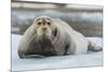 Norway. Svalbard. 14th of July Glacier. Bearded Seal on an Ice Floe-Inger Hogstrom-Mounted Photographic Print