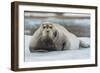 Norway. Svalbard. 14th of July Glacier. Bearded Seal on an Ice Floe-Inger Hogstrom-Framed Photographic Print