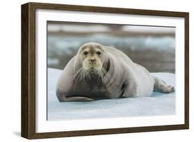 Norway. Svalbard. 14th of July Glacier. Bearded Seal on an Ice Floe-Inger Hogstrom-Framed Photographic Print