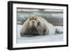 Norway. Svalbard. 14th of July Glacier. Bearded Seal on an Ice Floe-Inger Hogstrom-Framed Photographic Print