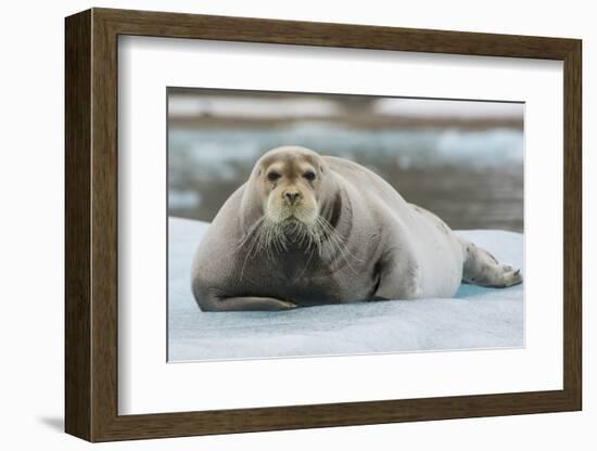 Norway. Svalbard. 14th of July Glacier. Bearded Seal on an Ice Floe-Inger Hogstrom-Framed Photographic Print